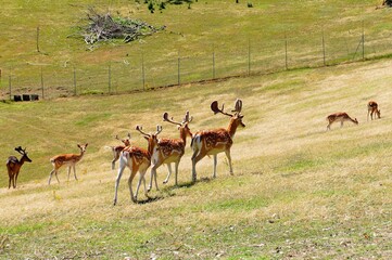 Naklejka na ściany i meble herd of deers in field