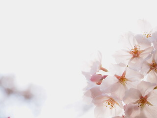 空を背景とした桜の花
