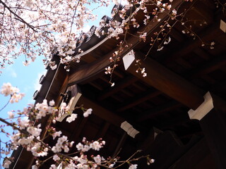 寺院の門と桜