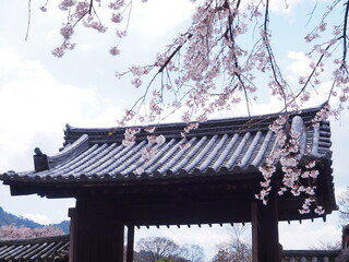 寺院の門と桜