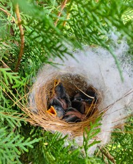 Yellow beak baby birds