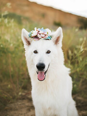 White dog shepherd portrait eyes in diadem