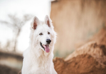 White dog shepherd portrait eyes