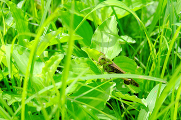雑草の中に潜むトノサマバッタ