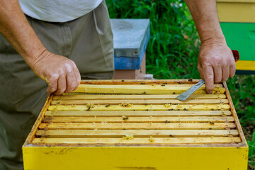 Beekeeping apiculture beekeeper works with bees near hives taking out frames with honeycombs for inspection
