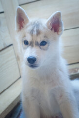 Obraz premium Grey and white husky puppy sitting on a wood light background. Back light