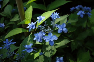 Faint Blue Flower of Hydrangea in Full Bloom