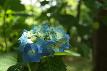 Faint Blue Flower of Hydrangea in Full Bloom