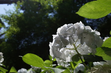 White Flower of Hydrangea in Full Bloom
