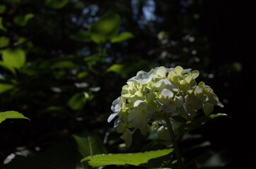 White Flower of Hydrangea in Full Bloom