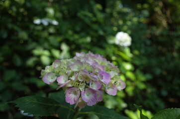 Faint Purple Flower of Hydrangea in Full Bloom