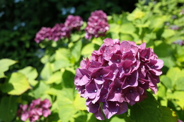 Faint Purple Flower of Hydrangea in Full Bloom