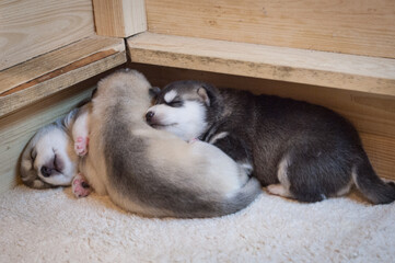 Three little puppies sleeping together in hugs on a soft white carpet in a wooden playpen