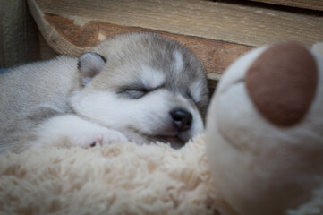 Fototapeta premium Husky puppy with sweet black nose sleeping on a soft plush toy