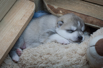 Fototapeta premium Beautiful dog baby sleeps on a soft toy in a wooden playpen