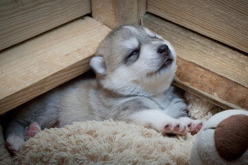 Fototapeta premium Sweet husky puppy just opened eyes and stretches after sleep on a plush toy on a light background