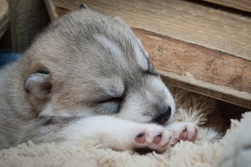Cute grey and white husky puppy sleeping on a plush toy on a wood background