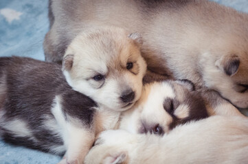 Few cute puppies lying and sleep together