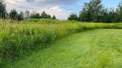 green grass and blue sky