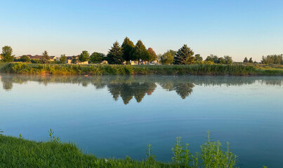 Obraz premium reflection of trees in the pond family of geese swimming