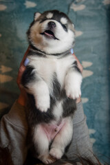 Fluffy black and white husky puppy lies and smiling on women's hands