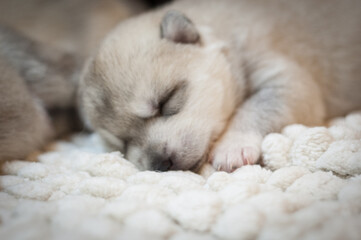 Fototapeta premium Sweet newborn husky puppy sleeps on a soft light background. Animal portrait