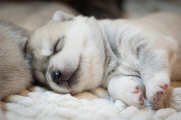 Fototapeta na wymiar Little husky baby sleeps on a bright room