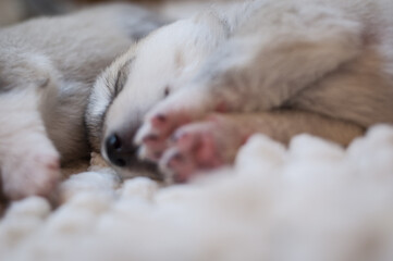 Light pastel portrait sleeping little husky baby with a rose cute paws