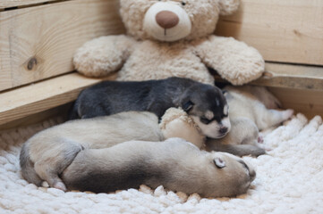 Black and white sweet husky puppy sleeping with his brothers on a warm soft plush bear
