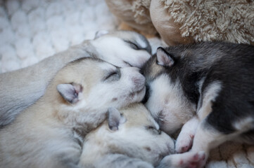 One black and white husky puppy sleeps with three grey dog babies on a soft plush white blanket