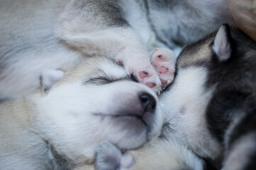 Sweet paws and cute puppy's neb on close up dog photo