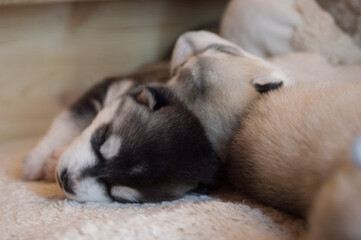 Sweet husky babies sleep in hugs on a plush beige carpet