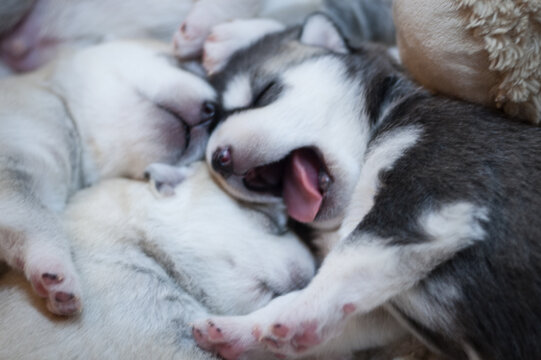 Original photo portrait of a black and white husky puppy yawning among gray fluffy small dogs babies sleeping next to each other on a light blurred background