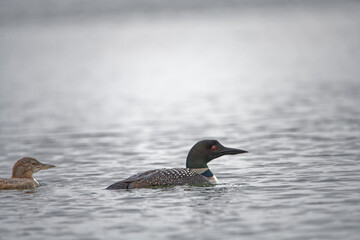 Loon on the water