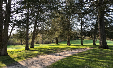 early sun on golf course trees forest