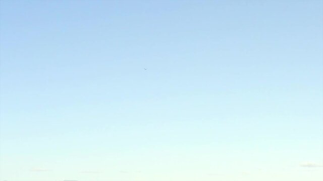 Hawk Flying and Swooping Toward Camera with Talons at Full Speed Stabilized