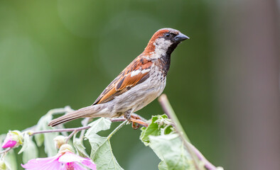 A house sparrow 