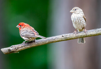 A male house finch : Haemorhous mexicanus " sits on a branch trying to attract a female.