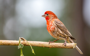 A male house finch : Haemorhous mexicanus " sits on a branch trying to attract a female. 
