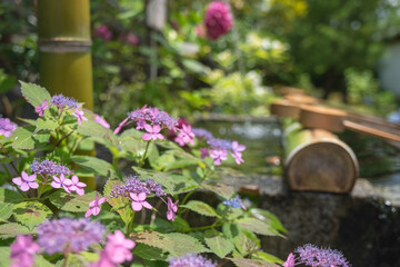 ガクアジサイと手水舎