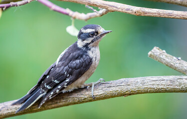 A downy woodpecker 
