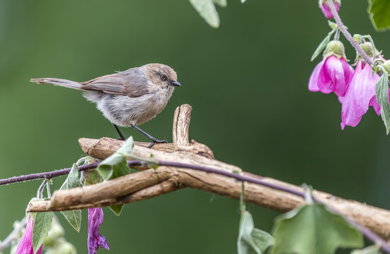 An American bushtit " Psaltriparus minimus "moves through the branches of a flowering tree in search of food.
