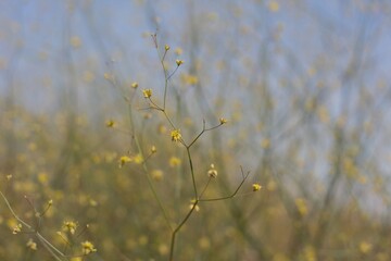 Small yellow flower clusters bloom from Desert Trumpet, Eriogonum Inflatum, Polygonaceae, native Herbaceous Perennial plant on the edges of Twentynine Palms, Southern Mojave Desert, Springtime.