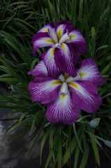 White and Purple-rimmed Flower of Iris in Full Bloom