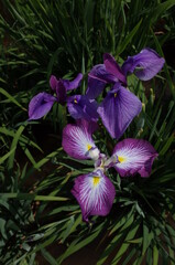 White and Purple-rimmed Flower of Iris in Full Bloom