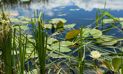 lily pads blossoms pond reflections 