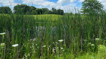 marsh pond on golf course