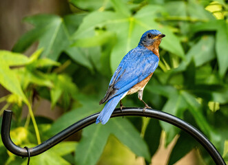 Eastern Bluebird Perched on a Black Rod
