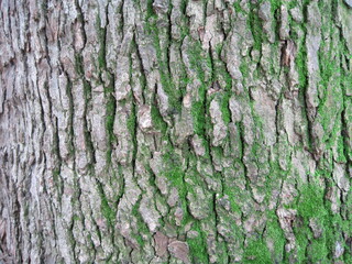 Close-up photo of mossy bark