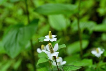 ひっそりと咲く満開のドクダミの花